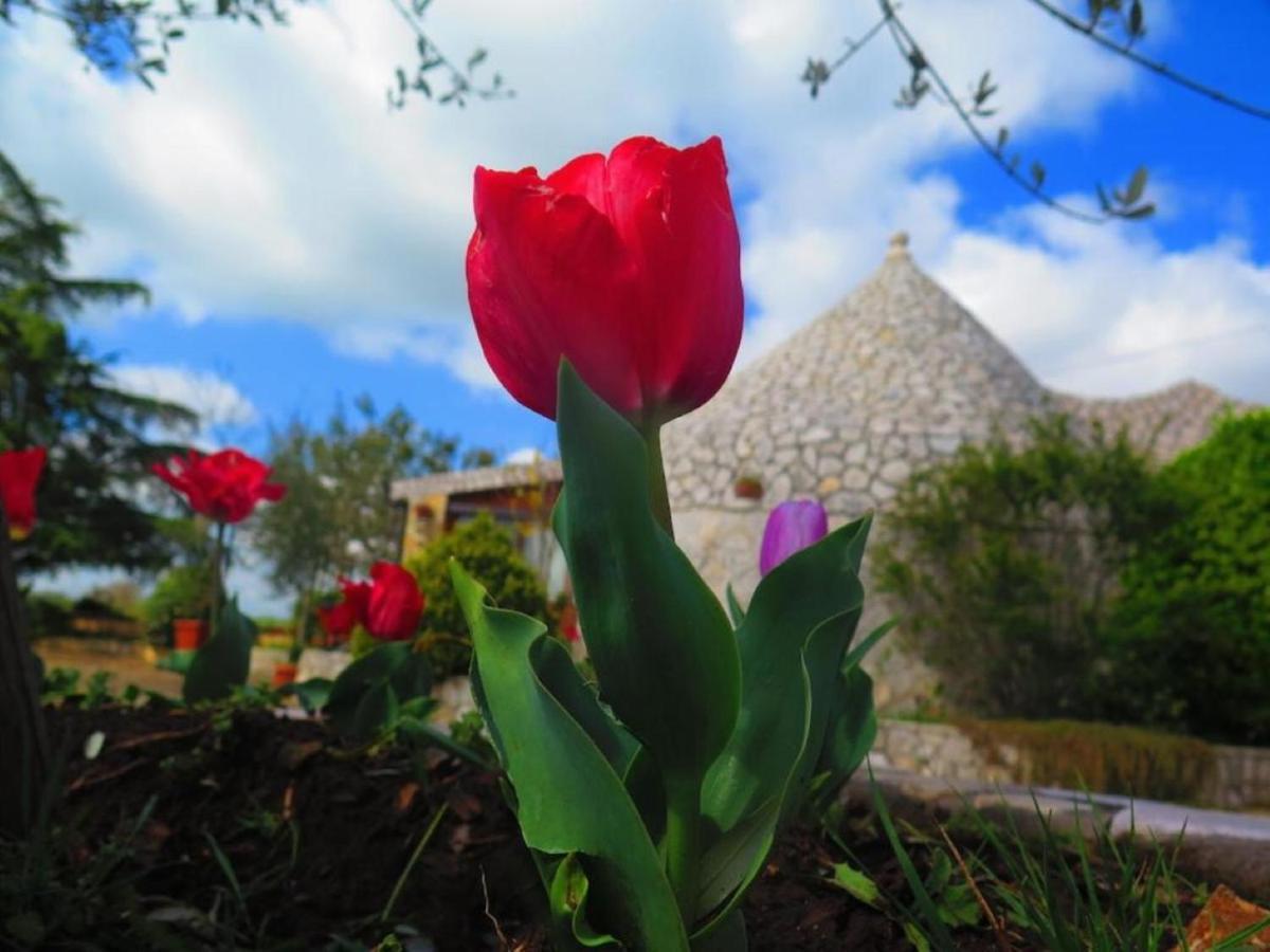 جويا ديل كولي B&B Mandorla Amara المظهر الخارجي الصورة