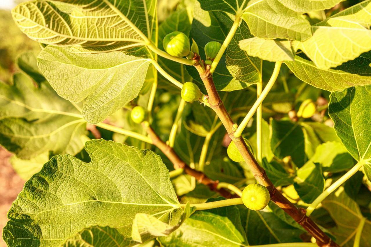 جويا ديل كولي B&B Mandorla Amara المظهر الخارجي الصورة